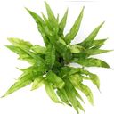 Dennerle Plants Microsorum Pteropus XXL - 1 stuk