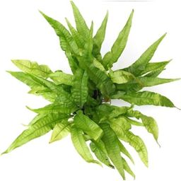 Dennerle Plants Microsorum pteropus  XXL - 1 Pc