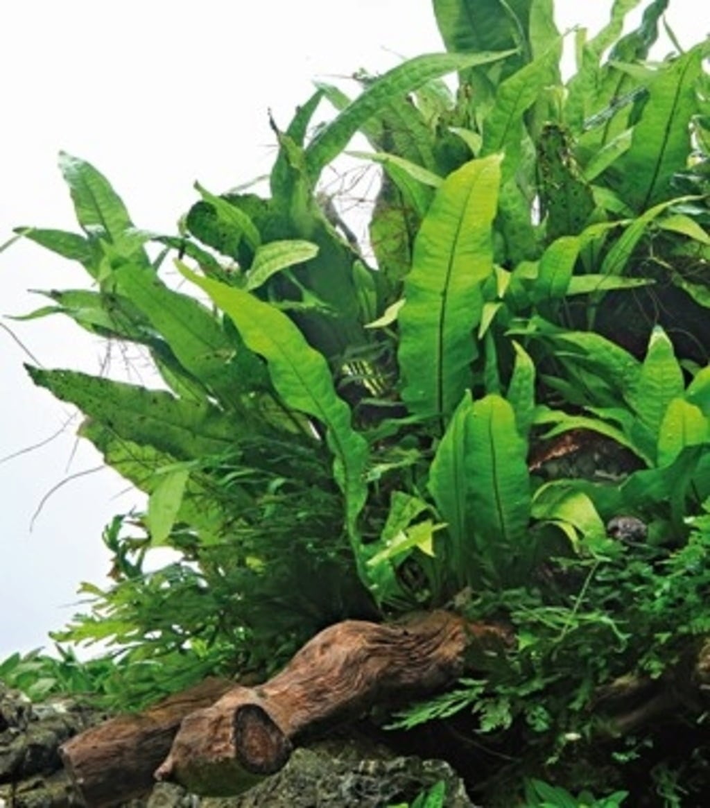 Dennerle Plants Microsorum pteropus - 1 pz.