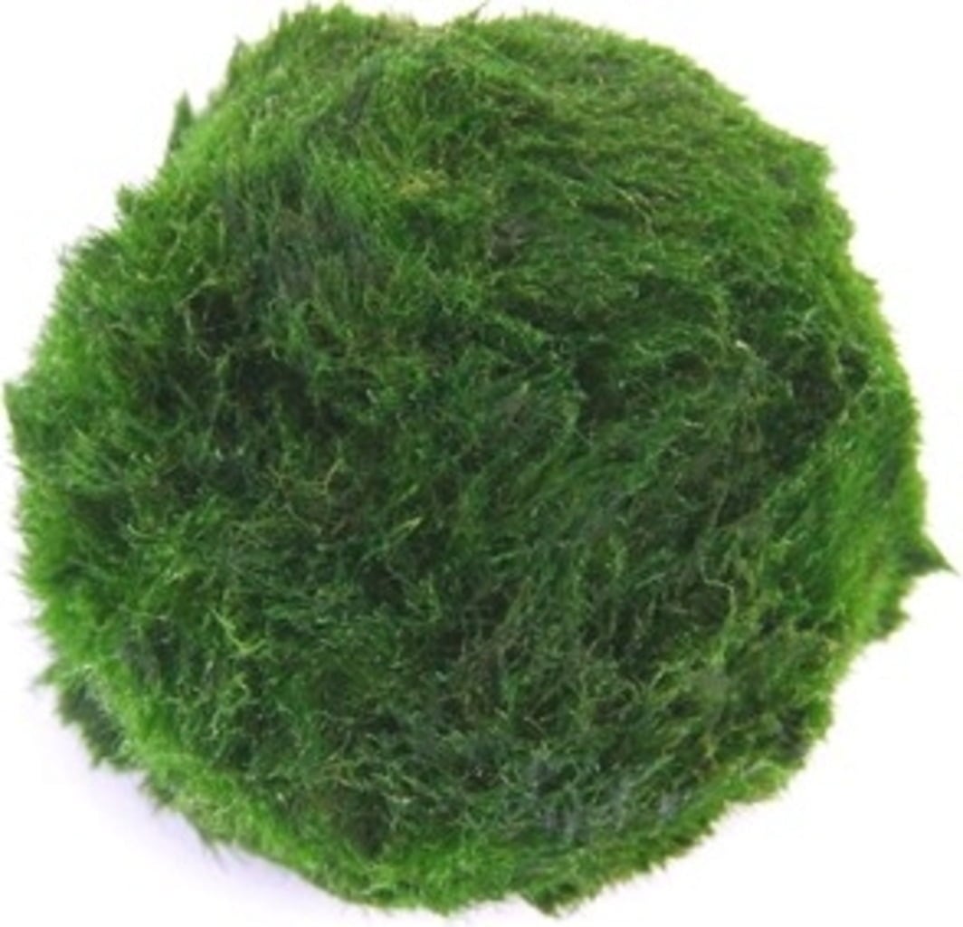 Dennerle Plants Aegagropila linnaei - 1 pz.