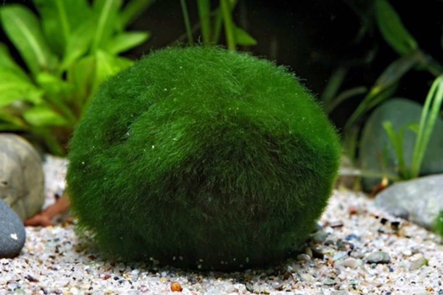 Dennerle Plants Aegagropila linnaei - 1 pz.