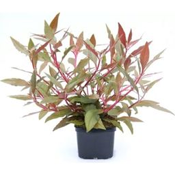 Dennerle Plants Alternanthera reineckii Red XXL - 1 pz.