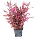 Dennerle Plants Alternanthera reineckii Red Ruby XXL - 1 Stk