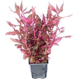 Dennerle Plants Alternanthera reineckii Red Ruby XXL - 1 ks