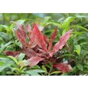 Dennerle Plants Alternanthera reineckii Red Ruby XXL - 1 pcs