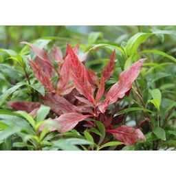 Dennerle Plants Alternanthera reineckii Red Ruby XXL - 1 ks