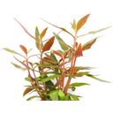 Dennerle Plants Alternanthera reineckii Mini - 1 pcs