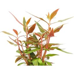 Dennerle Plants Alternanthera Reineckii Mini - 1 stuk