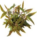 Dennerle Plants Alternanthera reineckii Mini - 1 pcs