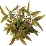 Dennerle Plants Alternanthera reineckii Mini