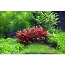 Dennerle Plants Alternanthera reineckii Mini - 1 Stk