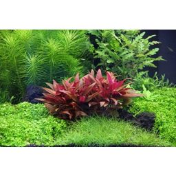 Dennerle Plants Alternanthera reineckii Mini - 1 k.