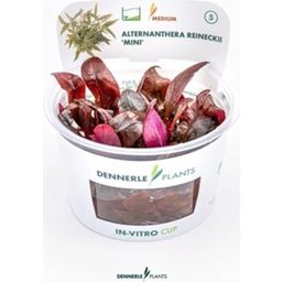 Dennerle Plants Alternanthera reineckii 'Mini' CUP - 1 db