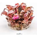Dennerle Plants Alternanthera Reineckii 'Mini' CUP - 1 stuk