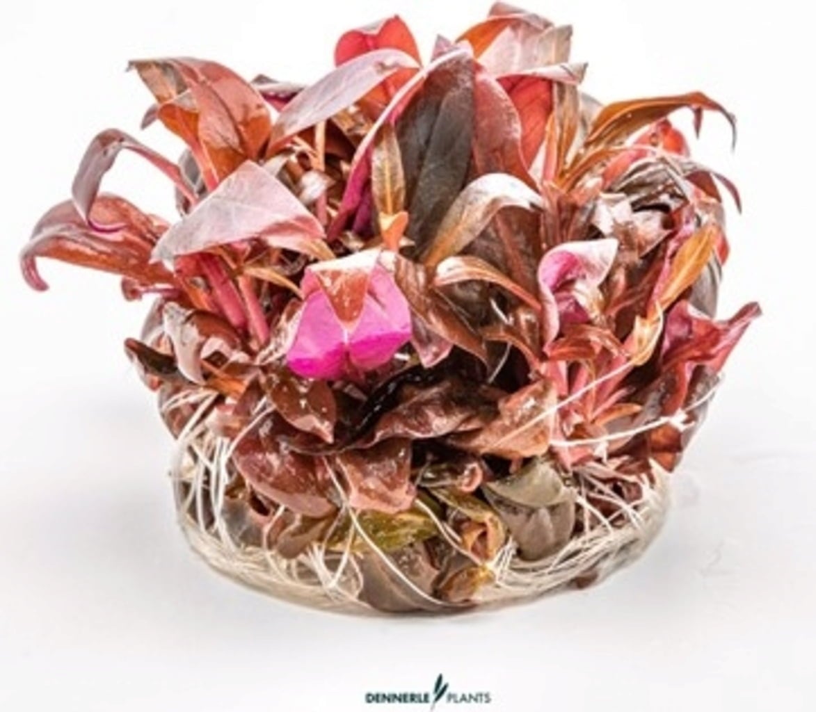 Dennerle Plants Alternanthera reineckii 'Mini' CUP - 1 Stk