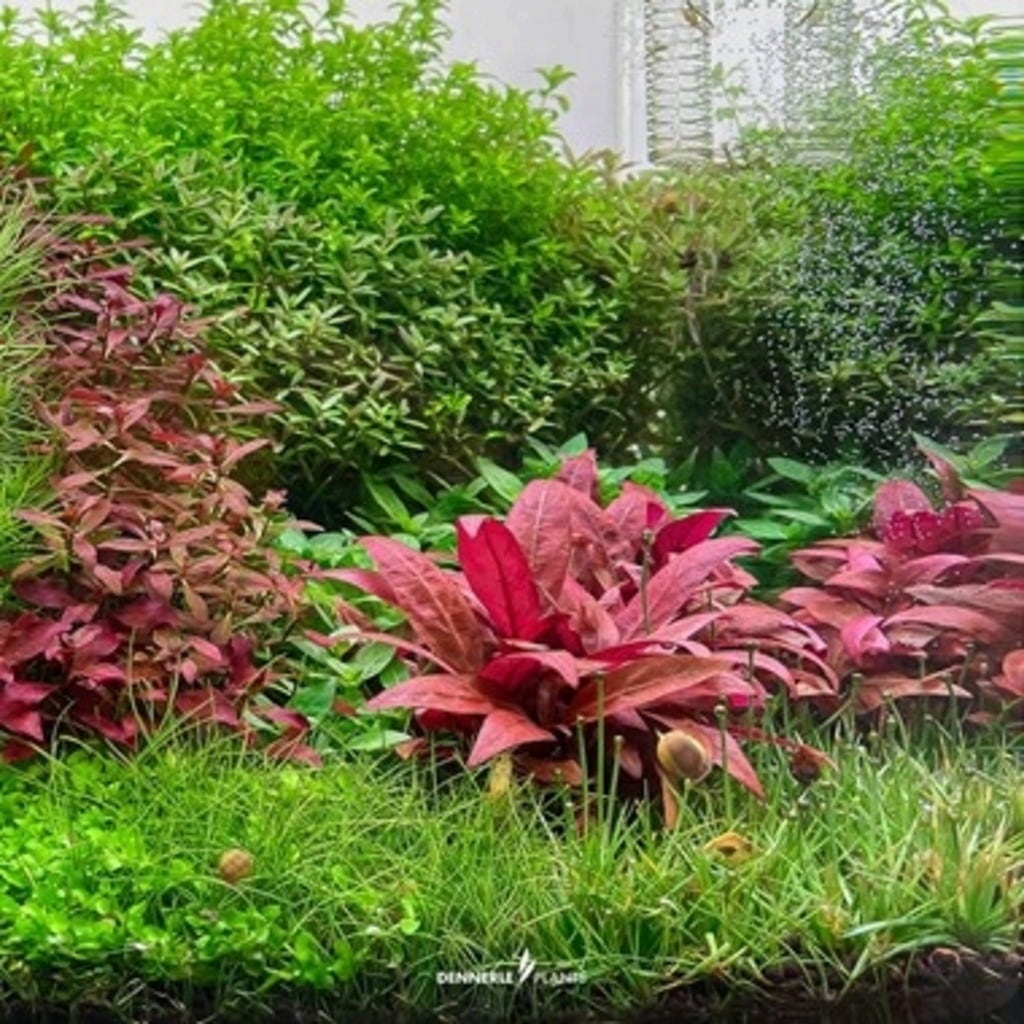 Dennerle Plants Alternanthera reineckii 'Mini' CUP - 1 Stk