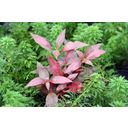 Dennerle Plants Alternanthera reineckii Red Ruby - 1 st.