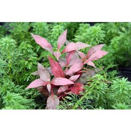 Dennerle Plants Alternanthera Reineckii Red Ruby - 1 stuk