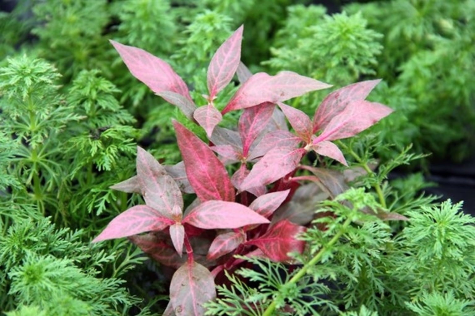 Dennerle Plants Alternanthera reineckii Red Ruby - 1 pcs