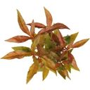 Dennerle Plants Alternanthera reineckii Rot - 1 Stk