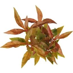 Dennerle Plants Alternanthera reineckii Rot - 1 pz.