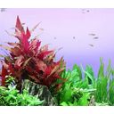 Dennerle Plants Alternanthera reineckii Rot - 1 Stk