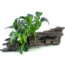 Dennerle Plants Anubias Kirin Mini sur Nanowood - 1 pcs