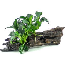 Dennerle Plants Anubias Kirin Mini på Nanowood - 1 st.