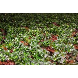 Dennerle Plants Anubias Kirin Mini sur Nanowood - 1 pcs