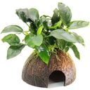 Dennerle Plants Anubias bart. var. nana op Coco Cave - 1 stuk