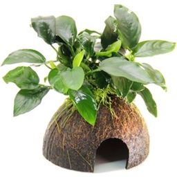 Dennerle Plants Anubias bart. var. nana on Coco Cave - 1 Pc