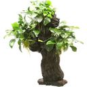 Dennerle Plants Anubias bart. var. nana auf Mbuna L