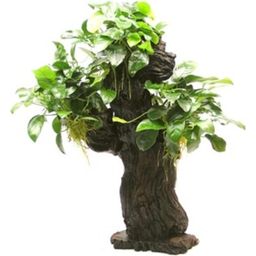 Dennerle Plants Anubias bart. var. nana su Mbuna L - 1 pcs