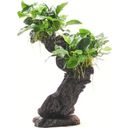 Dennerle Plants Anubias bart. var. nana na Mbuna M - 1 ks