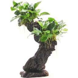 Dennerle Plants Anubias bart. var. nana auf Mbuna M - 1 st.