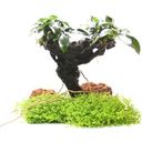 Dennerle Plants Anubias bart. var. nana na Mbuna M - 1 ks