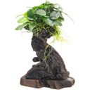 Dennerle Plants Anubias bart. var. nana auf Mbuna S