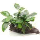 Anubias bart. var. nana on Root with Suction Cups - 1 Pc