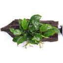 Anubias bart. var. nana sur Racine avec Ventouse - 1 pcs