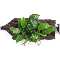 Anubias baard. var. nana op Wortel met Zuignap - 1 stuk