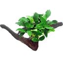 Dennerle Plants Anubias bart. var. nana su Radice - 1 pz.