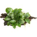 Dennerle Plants Anubias bart. var. nana op Wortel - 1 stuk