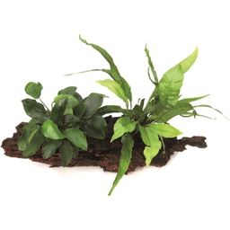 Anubias bart. var. nana met Microsorum op Wortel - 1 stuk