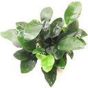 Dennerle Plants Anubias bart. var. nana - Multi-stem - 1 Pc