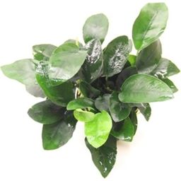 Dennerle Plants Anubias bart. var. nana - Multi-stem - 1 Pc