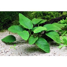 Dennerle Plants Anubias bart. var. nana - Flerstammig - 1 st.