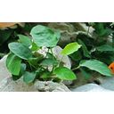 Dennerle Plants Anubias bart. var. nana - 1 ks