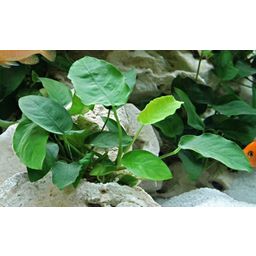 Dennerle Plants Anubias bart. var. nana - Multi-stem - 1 Pc