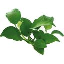 Dennerle Plants Anubias Barteri - 1 stuk