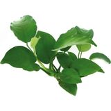 Dennerle Plants Anubias barteri